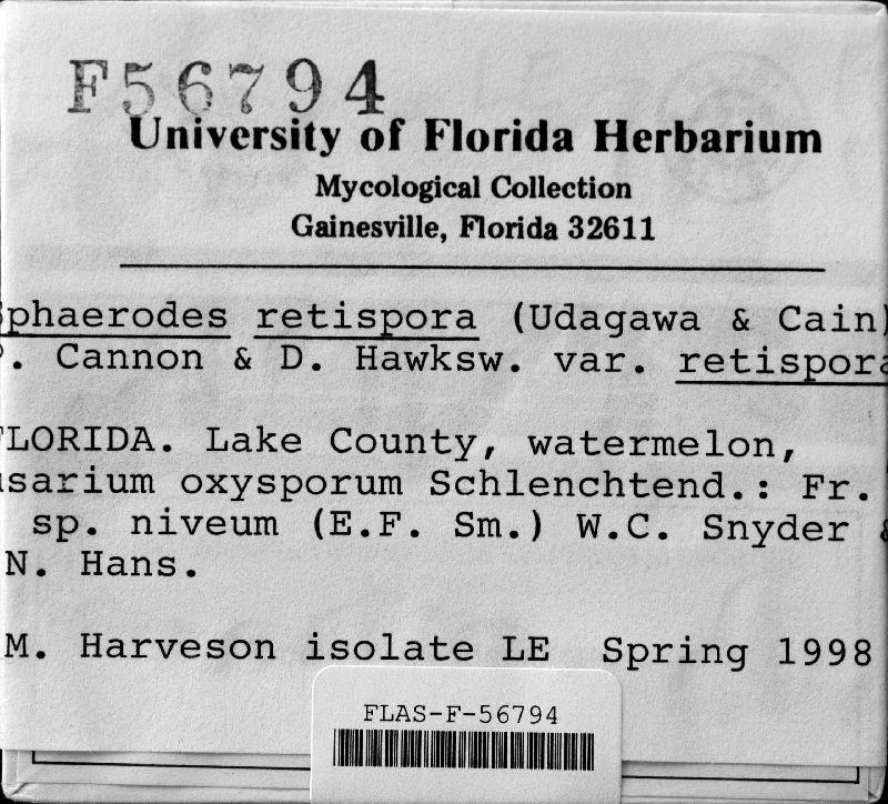 Sphaerodes retispora image