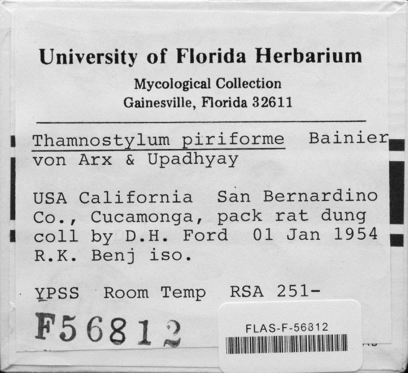 Thamnostylum piriforme image