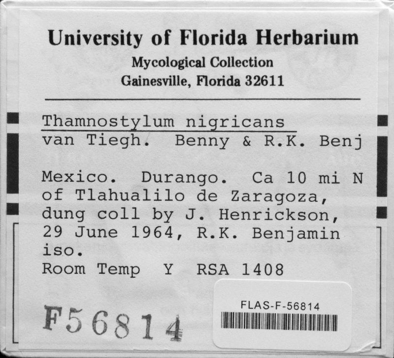 Thamnostylum nigricans image
