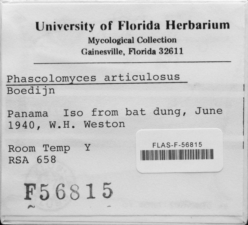 Phascolomyces articulosus image