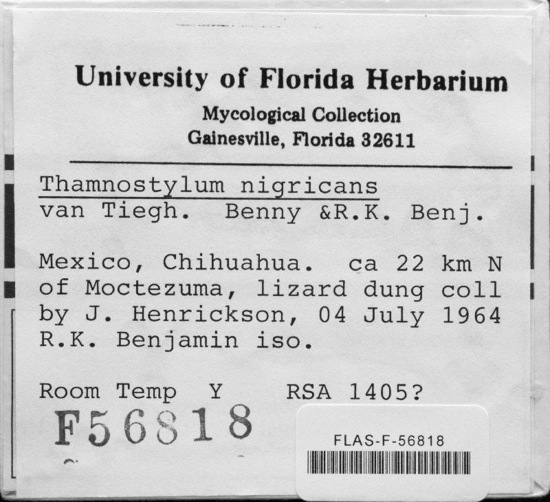 Thamnostylum nigricans image