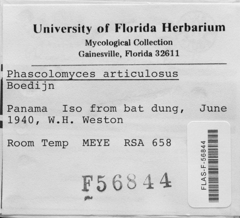 Phascolomyces articulosus image