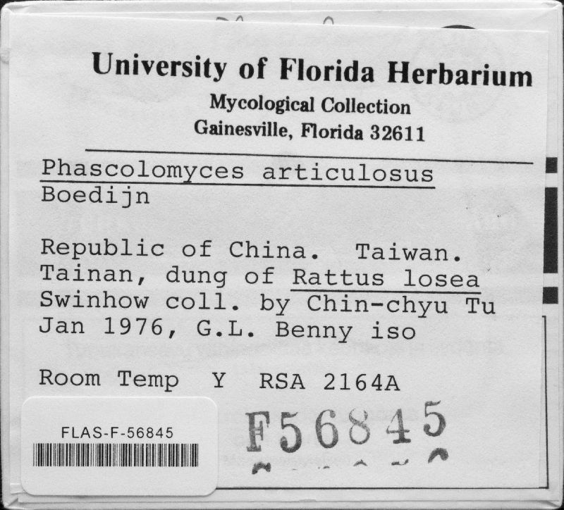 Phascolomyces articulosus image