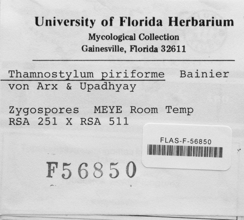 Thamnostylum piriforme image