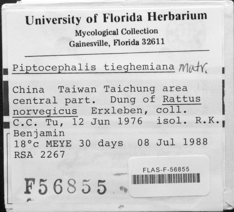 Piptocephalis tieghemiana image