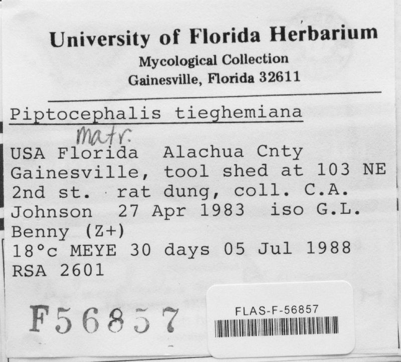 Piptocephalis tieghemiana image