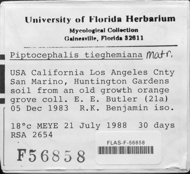 Piptocephalis tieghemiana image