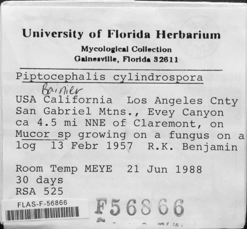 Piptocephalis image
