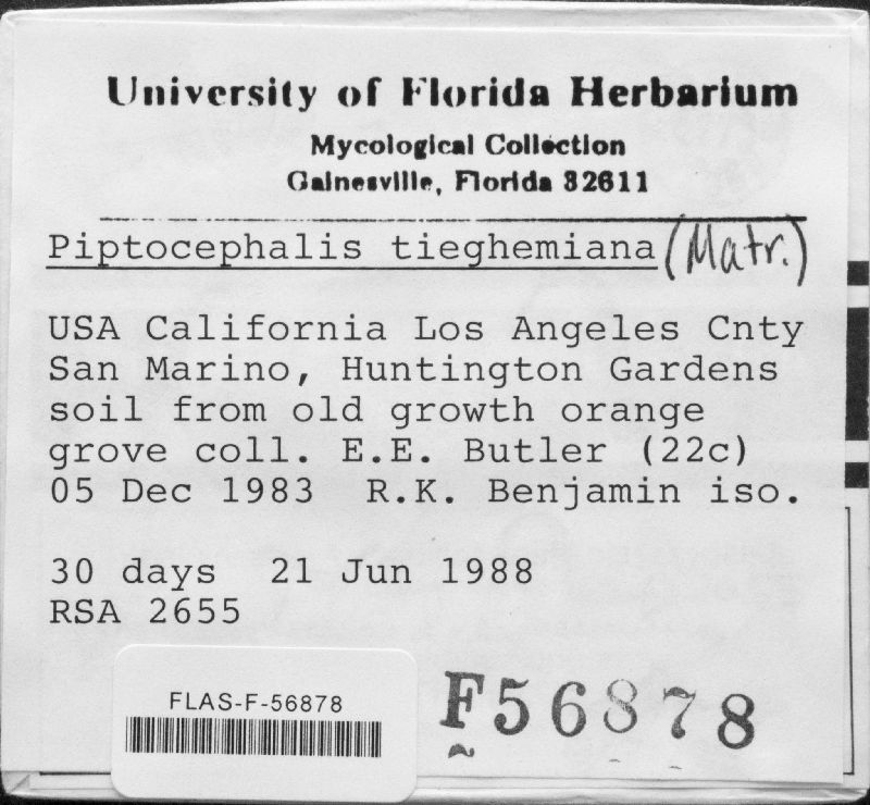 Piptocephalis tieghemiana image