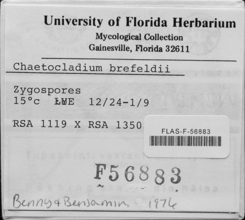 Chaetocladium brefeldii image