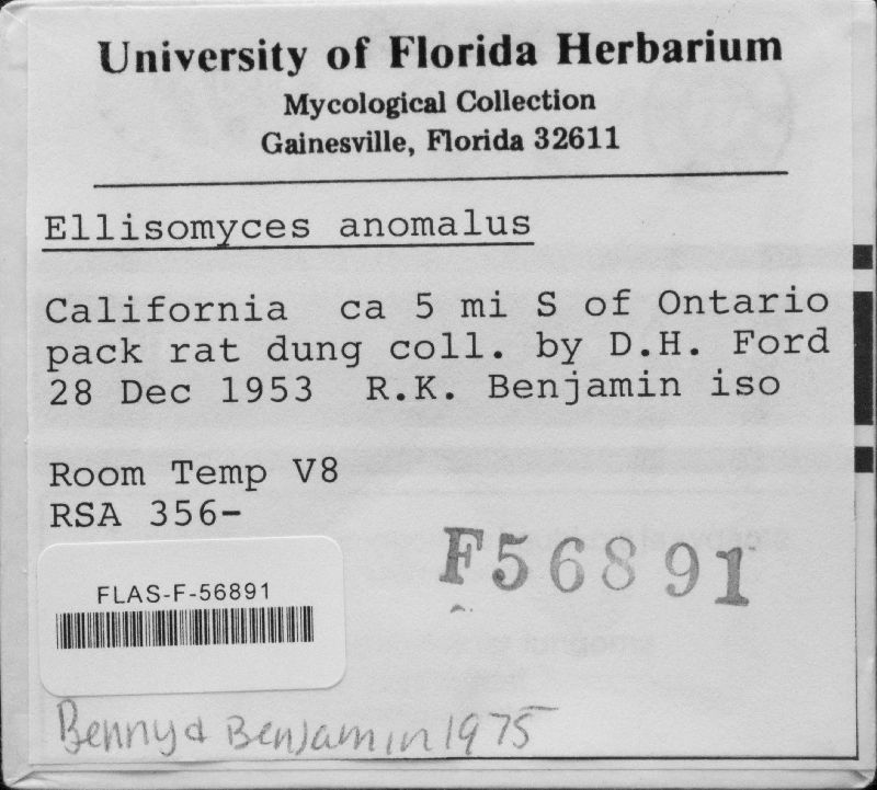 Ellisomyces anomalus image