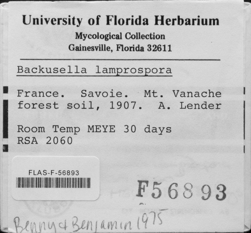Backusella lamprospora image