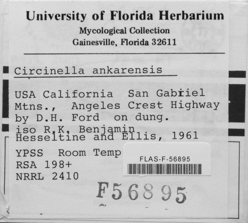 Circinella angarensis image