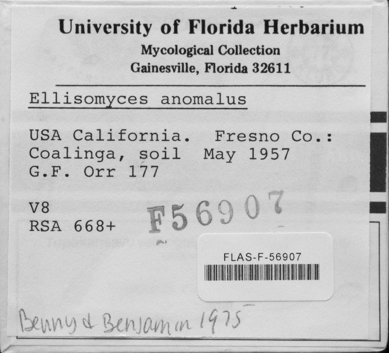 Ellisomyces anomalus image