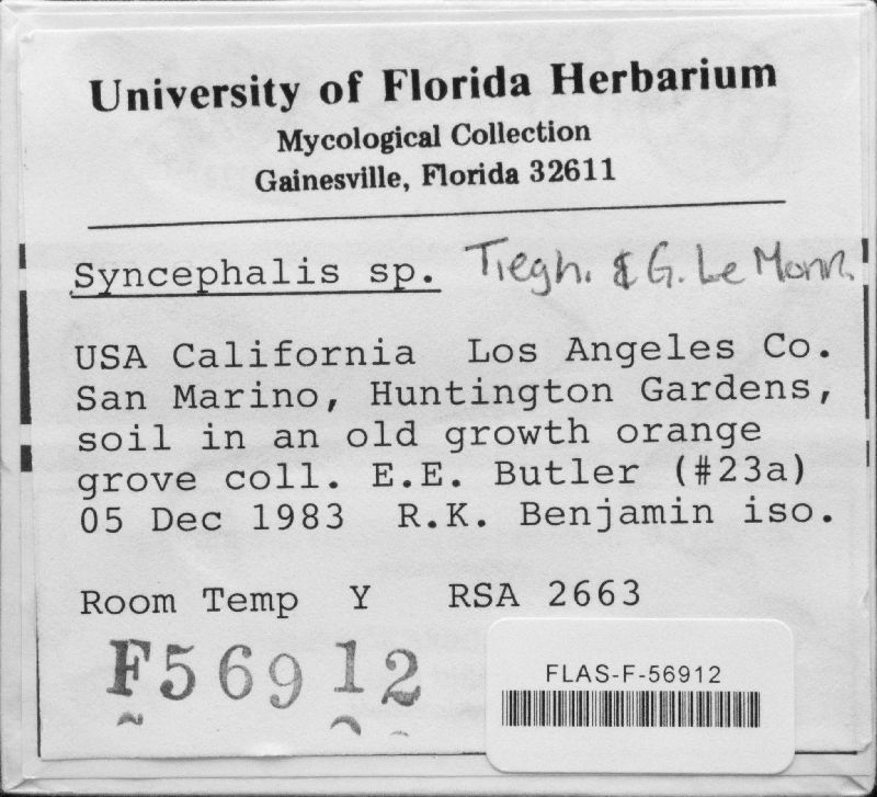 Syncephalis image