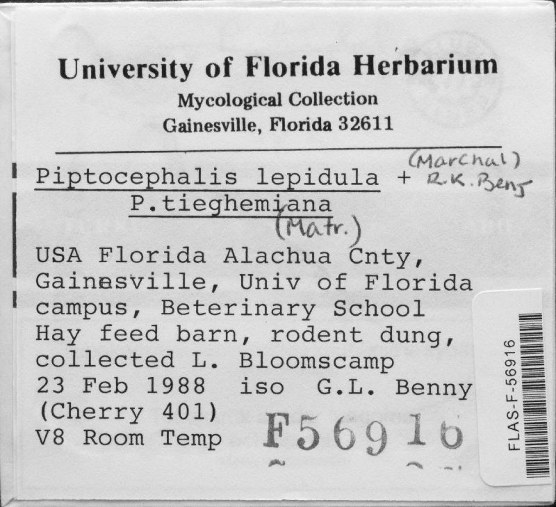 Piptocephalis lepidula image