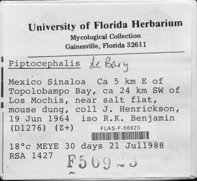 Piptocephalis image