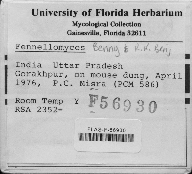 Fennellomyces image