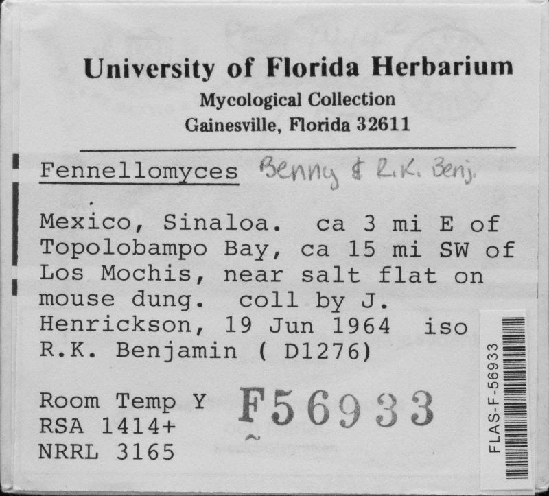 Fennellomyces image