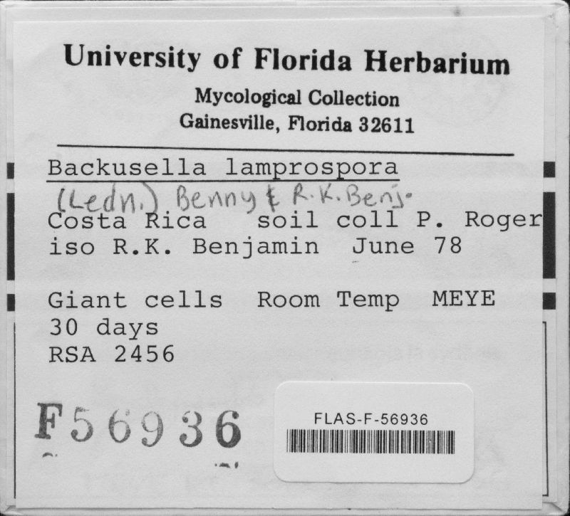 Backusella lamprospora image