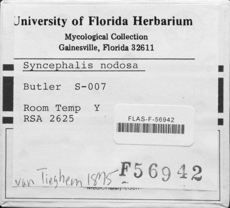 Syncephalis nodosa image