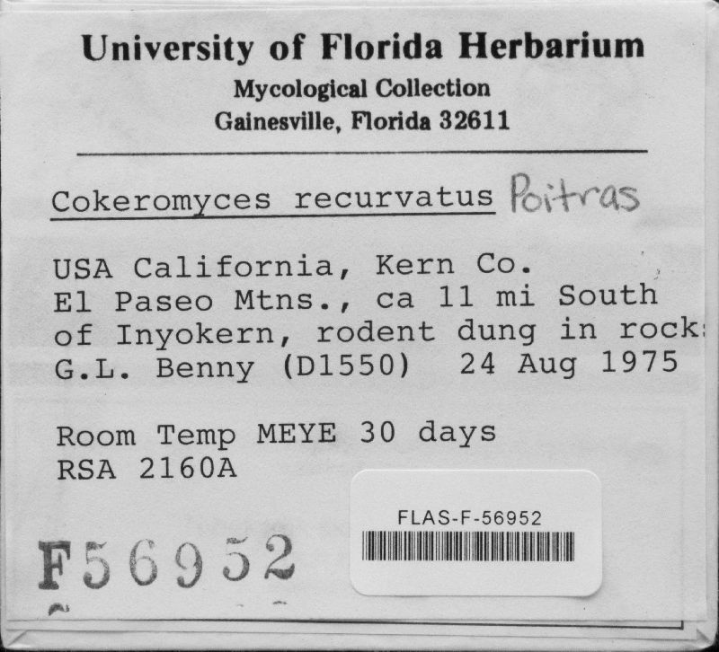 Cokeromyces recurvatus image