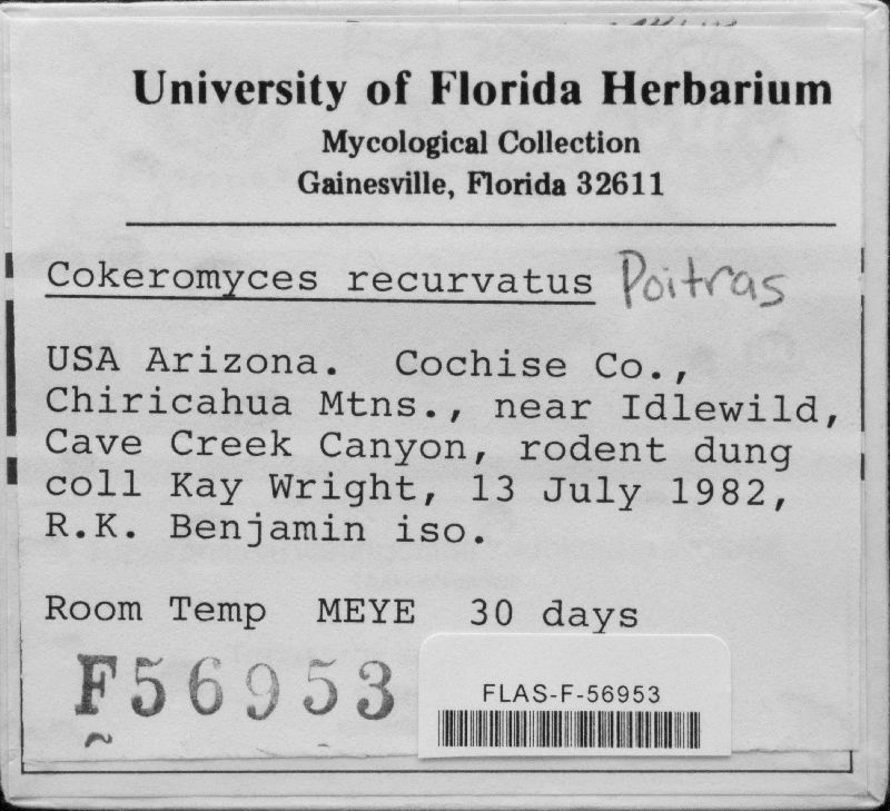 Cokeromyces recurvatus image