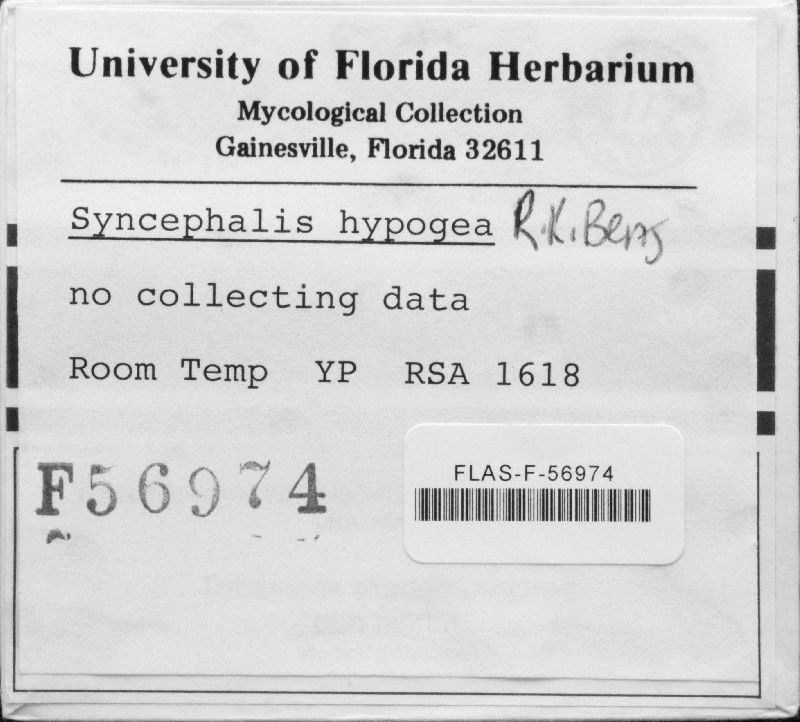 Syncephalis hypogena image