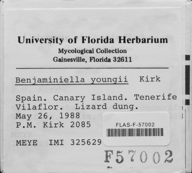 Benjaminiella image