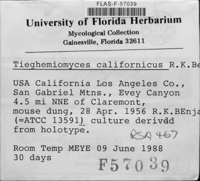 Tieghemiomyces californicus image