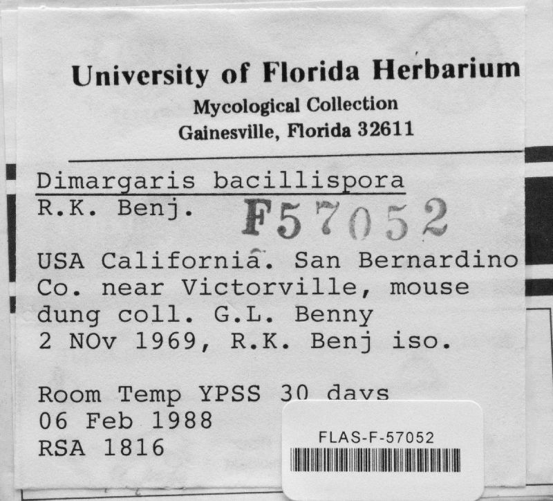 Dimargaris bacillispora image