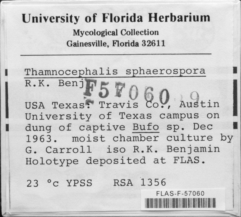 Thamnocephalis sphaerospora image