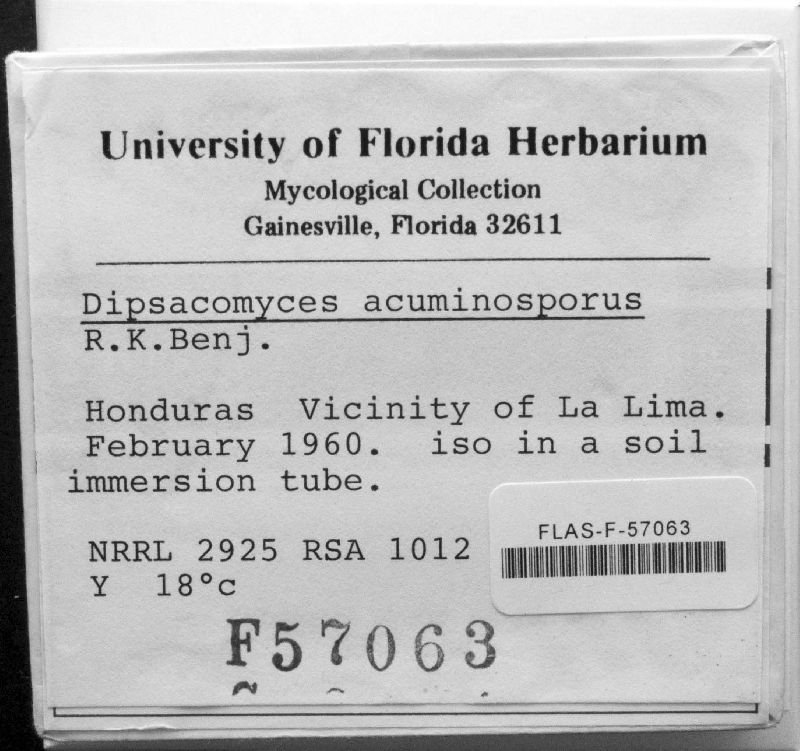 Dipsacomyces acuminosporus image