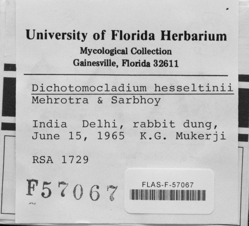 Dichotomocladium hesseltinei image