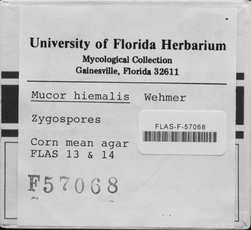 Mucor hiemalis image