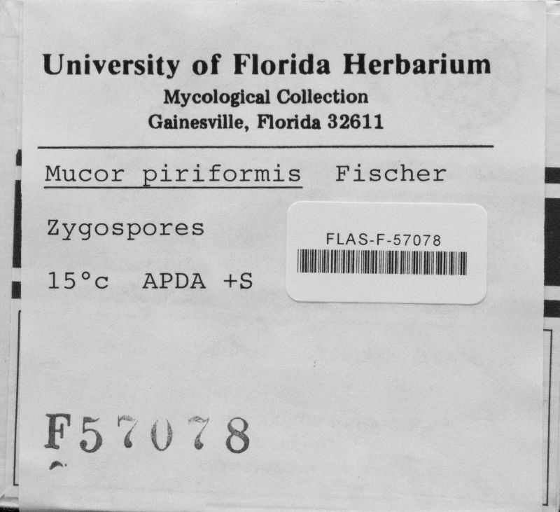 Mucor piriformis image