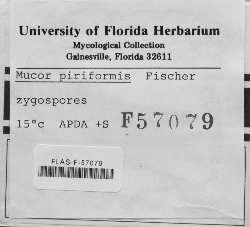 Mucor piriformis image
