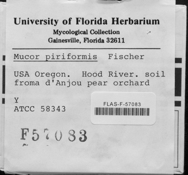 Mucor piriformis image