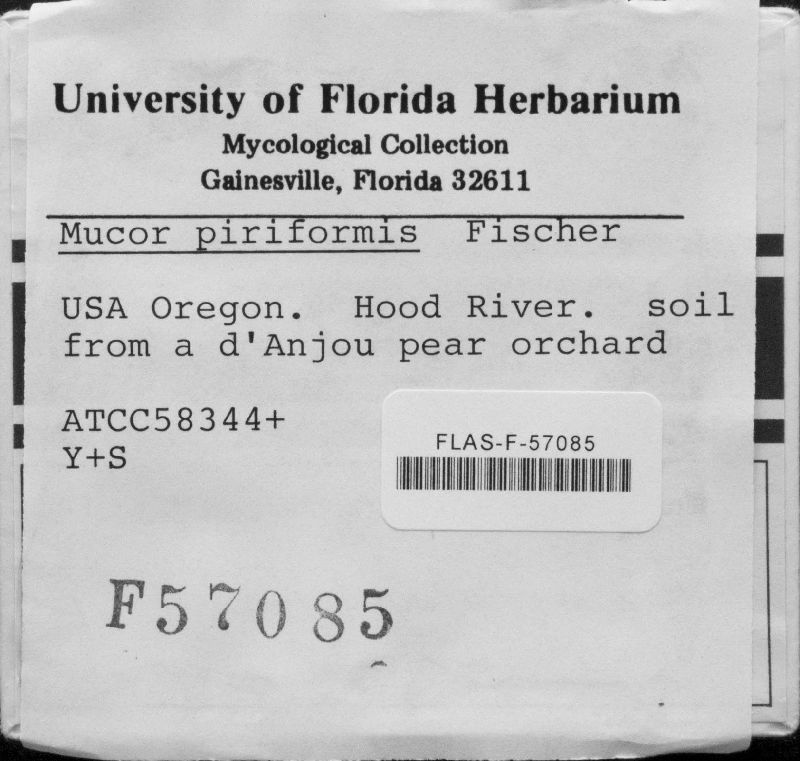Mucor piriformis image