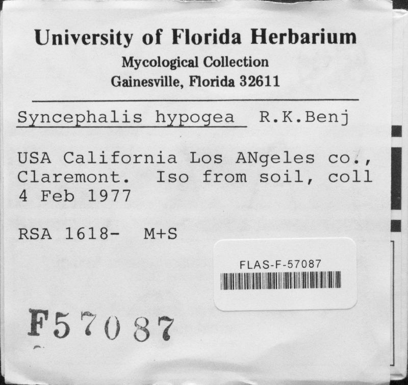 Syncephalis hypogena image
