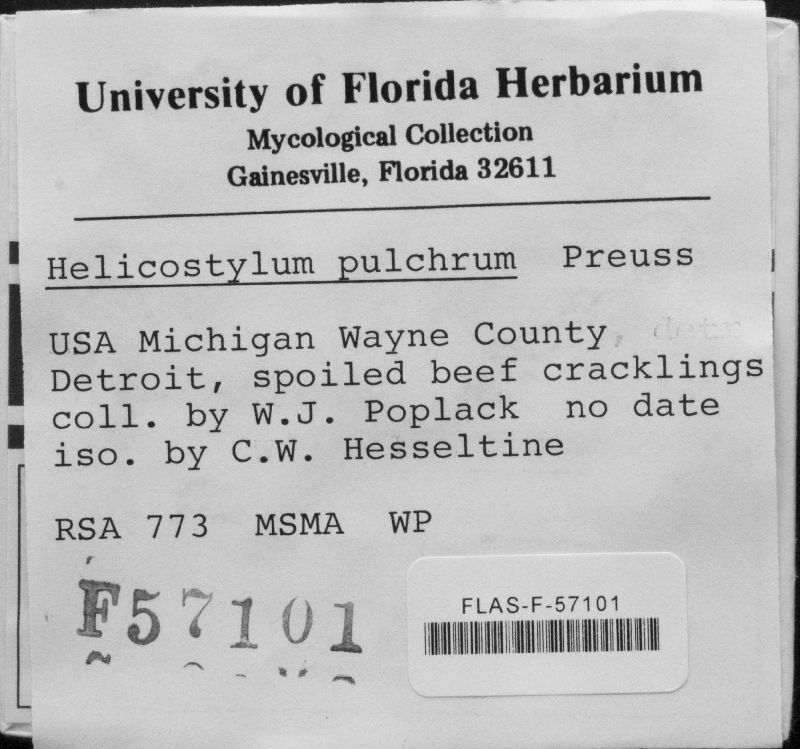 Helicostylum pulchrum image