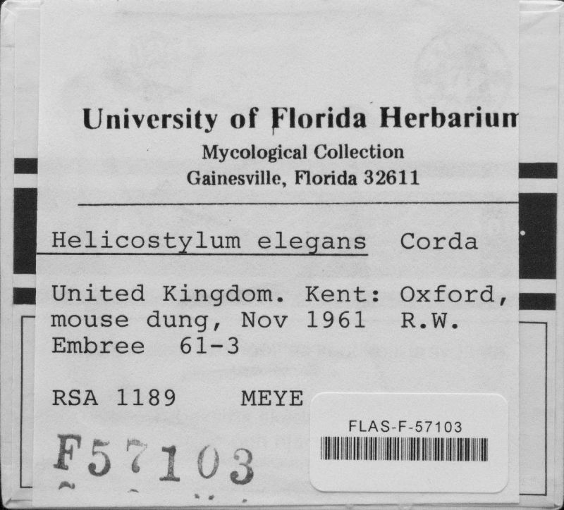 Helicostylum elegans image