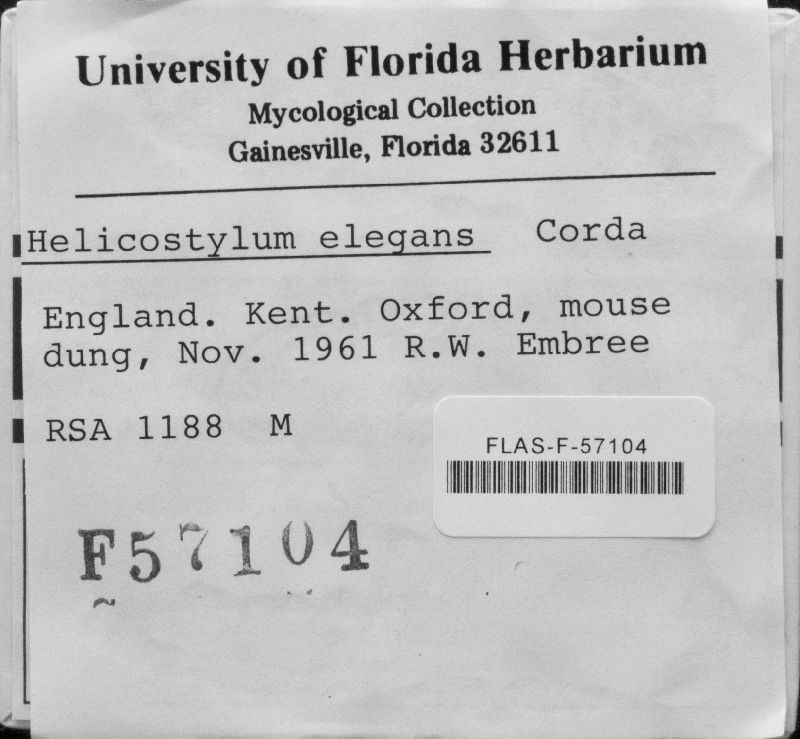 Helicostylum elegans image