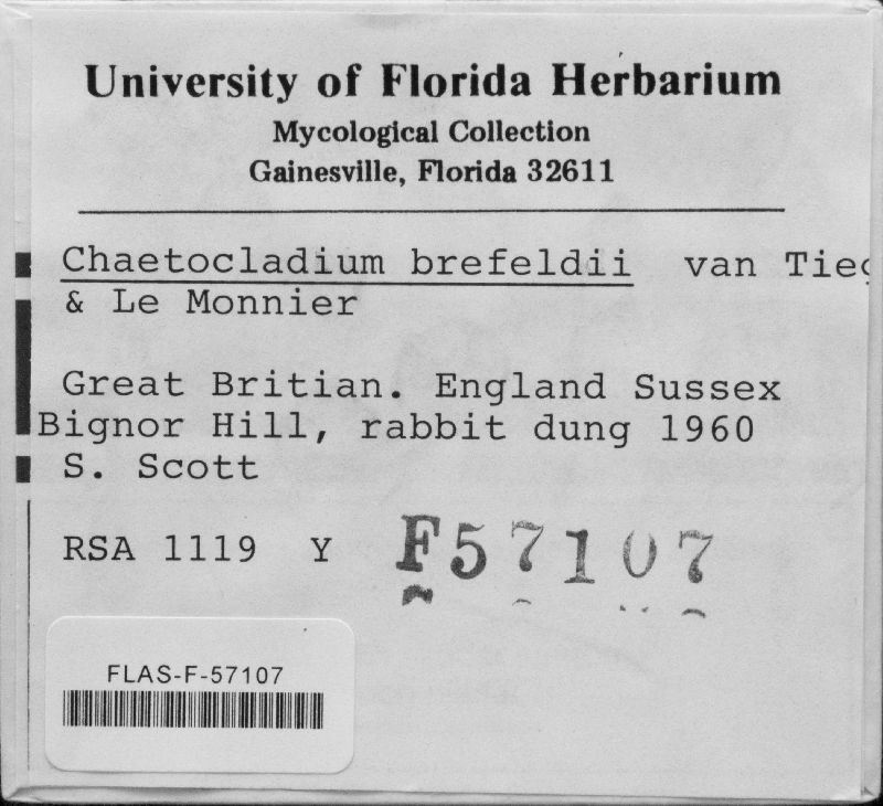 Chaetocladium brefeldii image