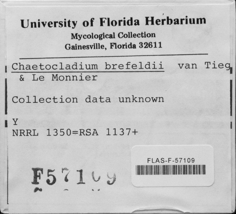 Chaetocladium brefeldii image