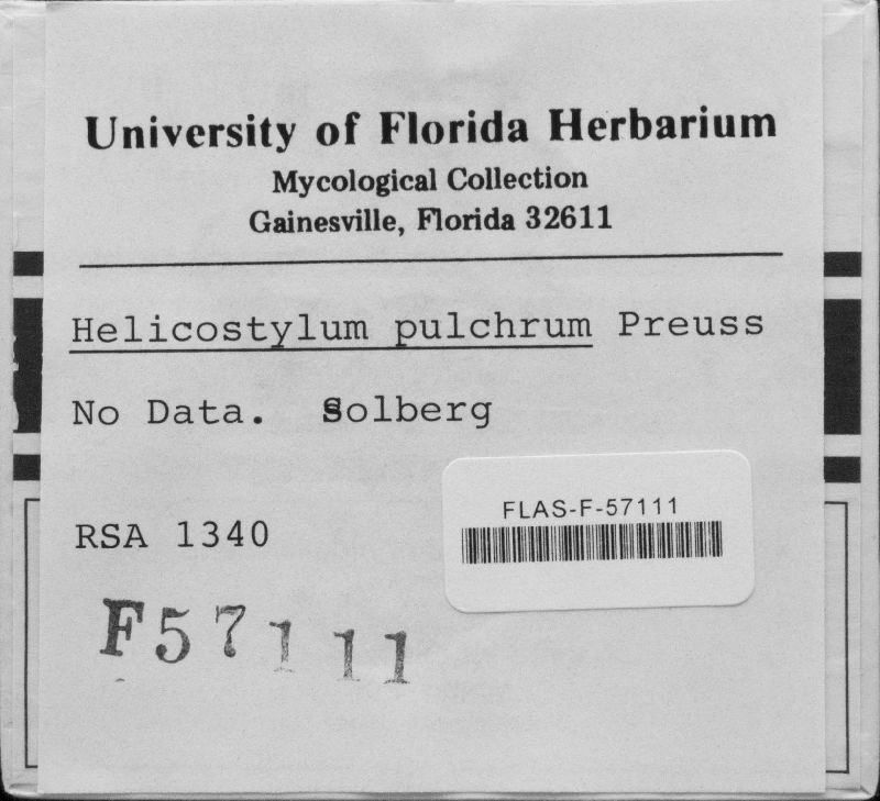 Helicostylum pulchrum image
