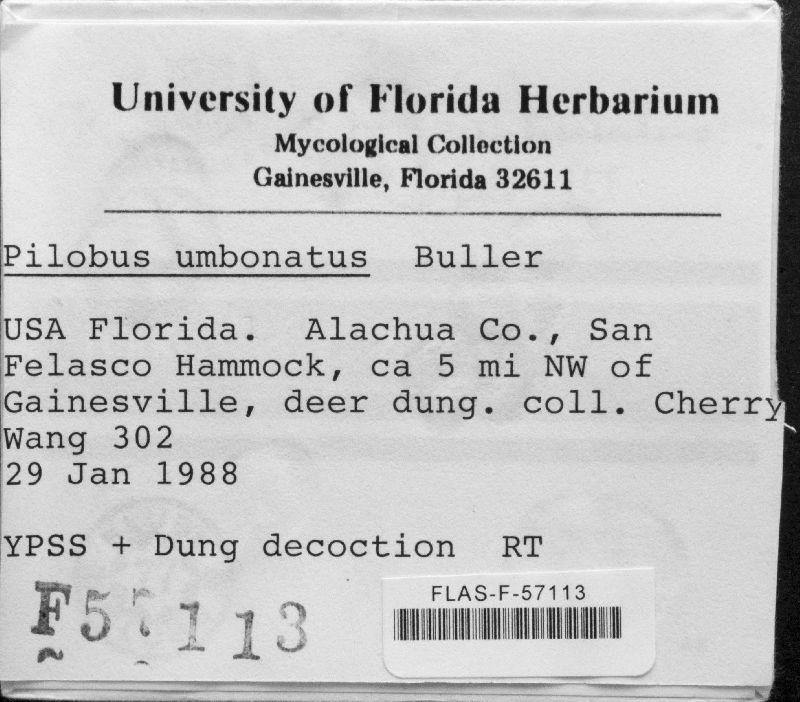 Pilobolus umbonatus image