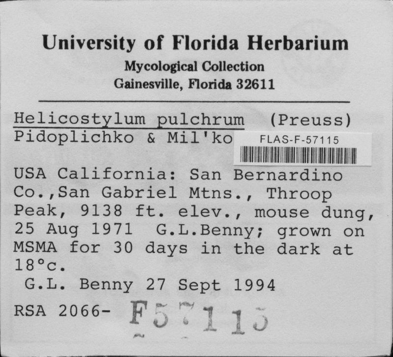 Helicostylum image