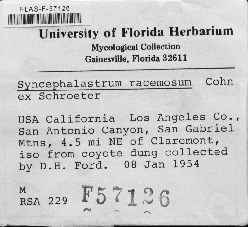 Syncephalastrum racemosum image