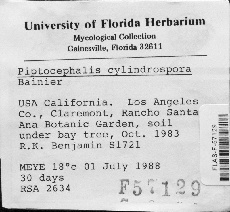 Piptocephalis cylindrospora image